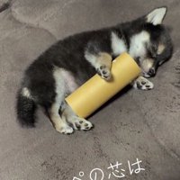 トイレットペーパーの芯を抱いて眠るあられちゃん