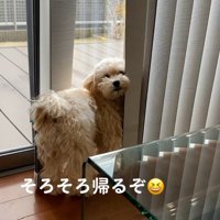 振り向くワンコ