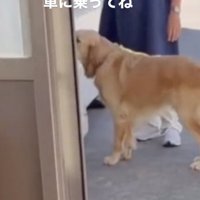 車の前でピタッ