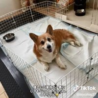 笑顔のくぅちゃん