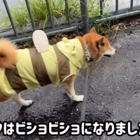 結局、ずぶ濡れに…