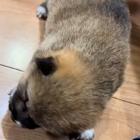 前に進めない赤ちゃん犬