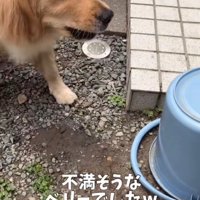 バケツに向かって吠える犬