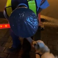 警備員の男性の顔を見つめる犬
