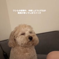 喧嘩仲裁中に眠くなるワンコ