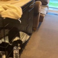 ボーダーコリーの可愛い子犬さん