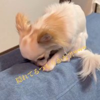 ソファの背もたれに顔を押しつける白い犬