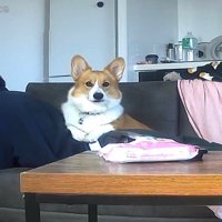 お留守番中のポムちゃん7