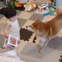 遊ぶ赤ちゃんと柴犬