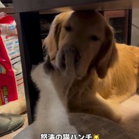 ルークくんの鼻にパンチするエルちゃん