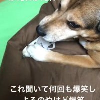 マスクをおもちゃに…