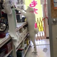 新人の梅子ちゃんは…