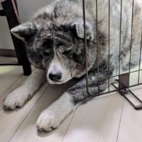 困り顔