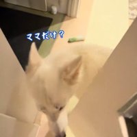 ドアを開けた女性に近づく犬