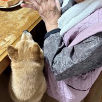 手を合わせる人を見つめる犬