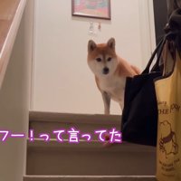 2階から飼い主たちを見下ろす犬