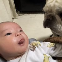真面目な表情の犬