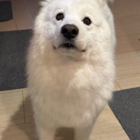 自宅警備はカンペキです
