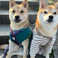 努力が実ったね