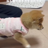 ぎこちない小雪ちゃん