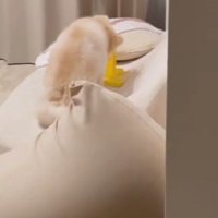 「やっぱり出ない…」