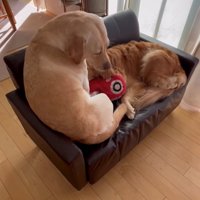 体を丸めて座ろうとする犬と寝ている犬