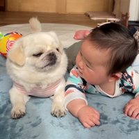 じっと見つめ合う犬と赤ちゃん