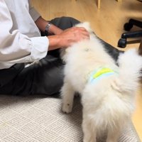 コップの水を飲む犬の背中を撫でる老年男性