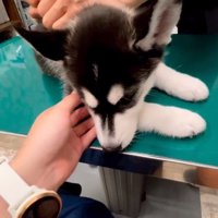 注射をされるレイルちゃん