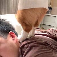 眠っている男性の上に立ち上がる犬