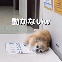 壁にもたれて横になる犬