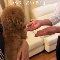 犬に手を差し出す2
