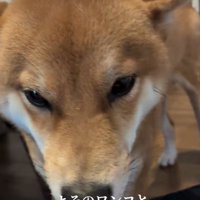 入念にチェックするポン太くん
