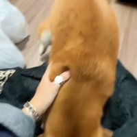 投稿主さんに顔をうずめるコムギックスさん