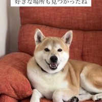 赤いソファでくつろぐ犬