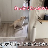 大好きな人との再会を喜ぶ虎丸くん2