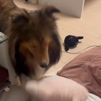 「これで遊んでいいよ」