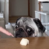 ぽこちゃんに言い聞かす飼い主さん