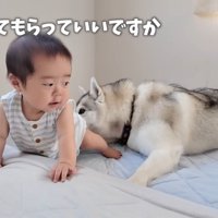 ハイハイの練習中も匂いをクンクン…