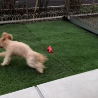 おもちゃを投げた時のベルちゃん7