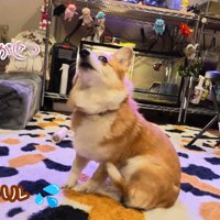 イラ立って体をカキカキ