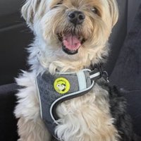 口を大きく開けて笑顔のような表情を見せる犬