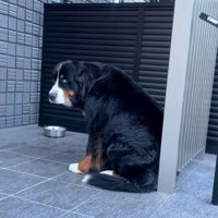 バーニーズマウンテンドッグのララちゃん