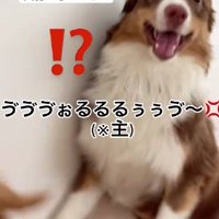 犬語を発してみたら！？