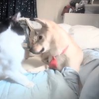 ソラちゃんから離れるパンダちゃん