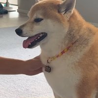 飼い主に撫でてもらう柴犬