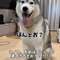 笑顔を見せる犬