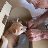 手の匂いを嗅ぐ子犬