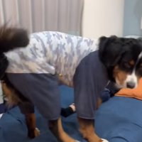 クンクンチェックを終え後ろを振り返る大型犬