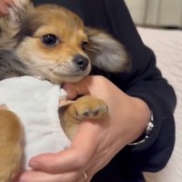 耳を触る飼い主さん